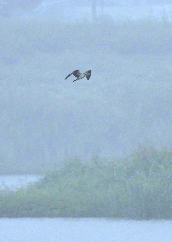 d0290240_14093026.gif