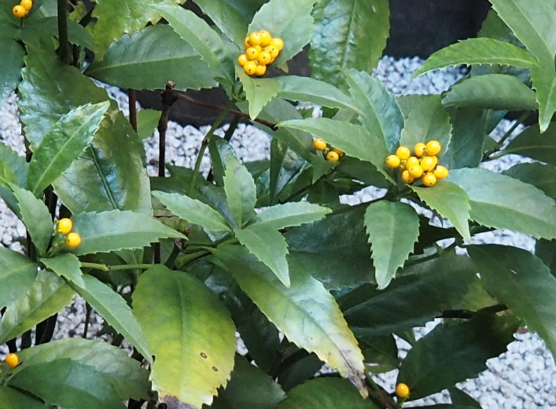 d0027243_10241442.jpg