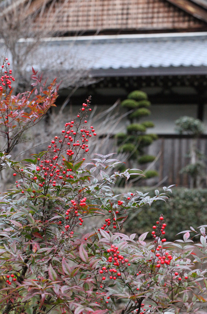 御所市　船宿寺　南天_c0108146_20301745.jpg