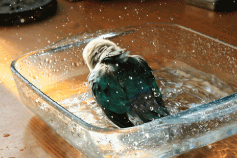 c0145250_09410178.gif