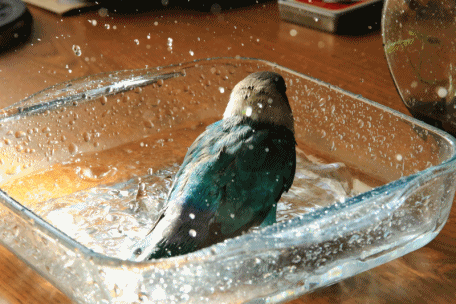 c0145250_09411507.gif