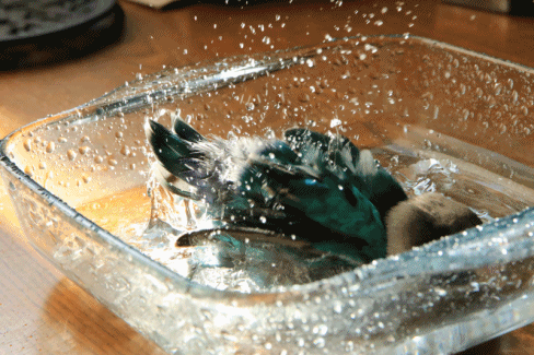 c0145250_09412869.gif