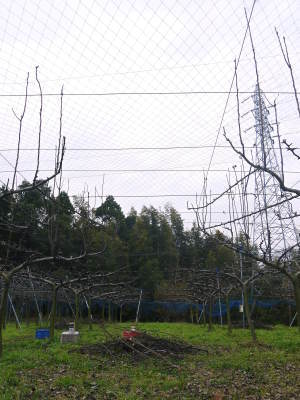 熊本梨 本藤果樹園 冬の剪定作業スタート!実る梨の果実を想像しながら!後編_a0254656_17373849.jpg
