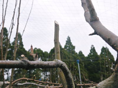 熊本梨　本藤果樹園　冬の剪定作業スタート！実る梨の果実を想像しながら！後編_a0254656_18105922.jpg