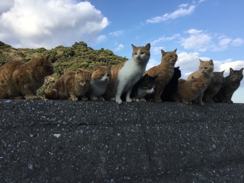 12月の深島猫！_c0223260_17450920.jpeg