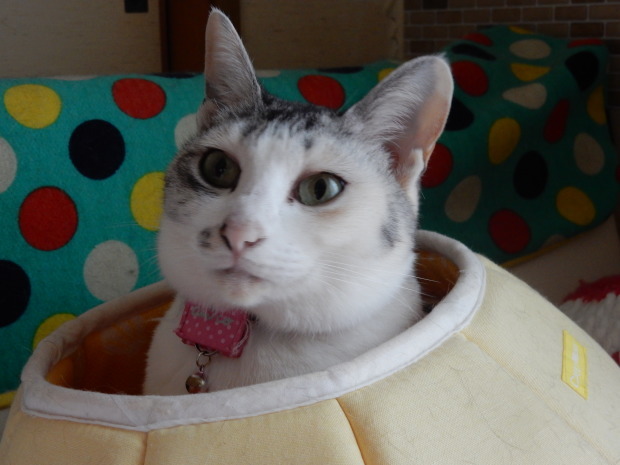 壺入り梅_e0355177_11034364.jpg