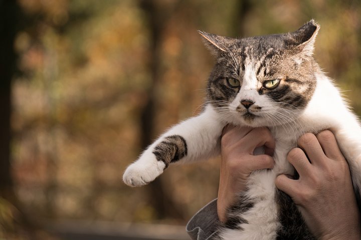 師走の桜猫たち_d0353489_65853100.jpg