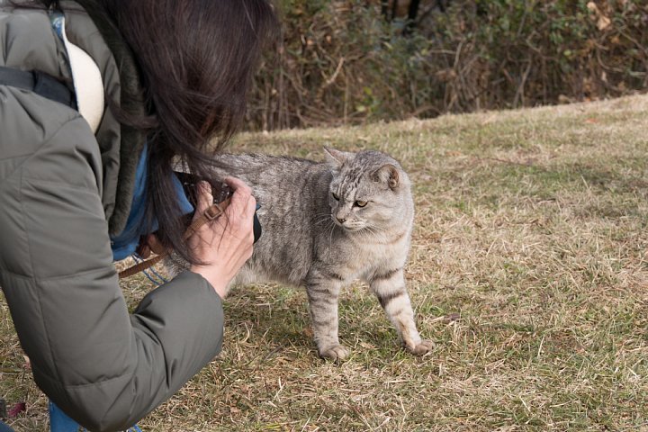 師走の桜猫たち_d0353489_6595773.jpg