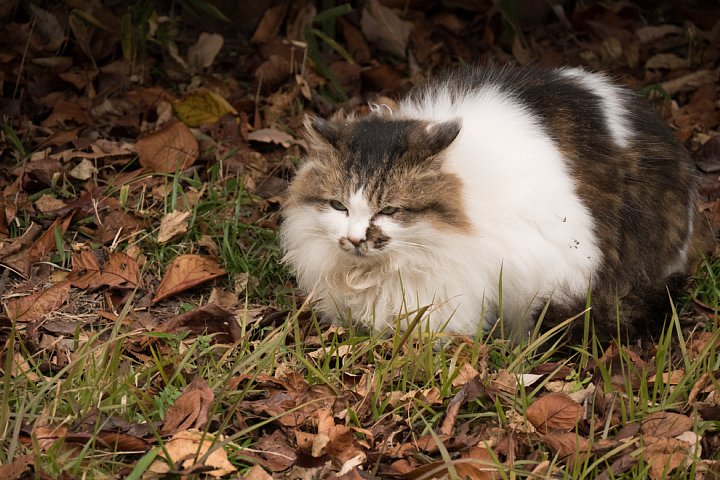 師走の桜猫たち_d0353489_711578.jpg