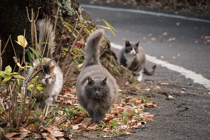 師走の桜猫たち_d0353489_713411.jpg