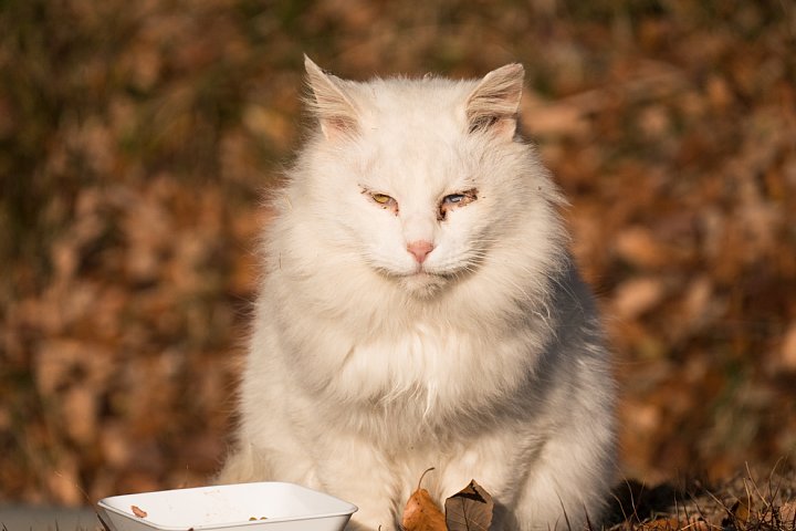 師走の桜猫たち_d0353489_7228.jpg