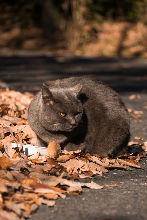 師走の桜猫たち_d0353489_742073.jpg