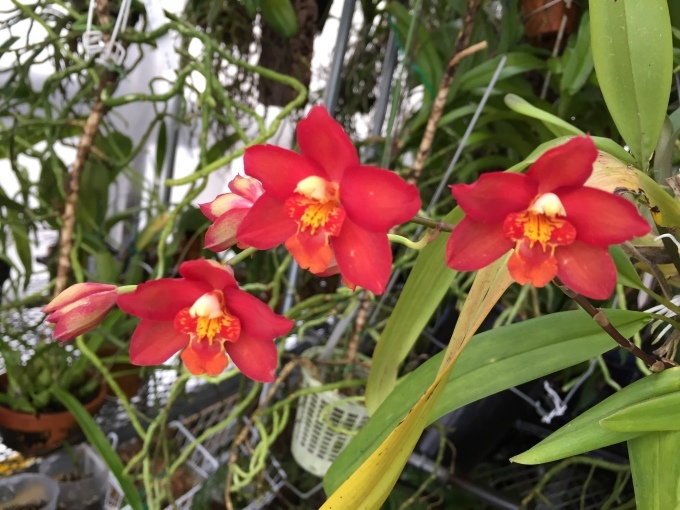 Onc.odontoglossum _d0007501_13010631.jpeg