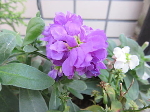 d0046702_09465333.jpg