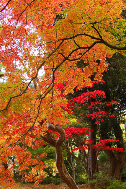 弥彦公園の紅葉_f0373317_20422041.jpg