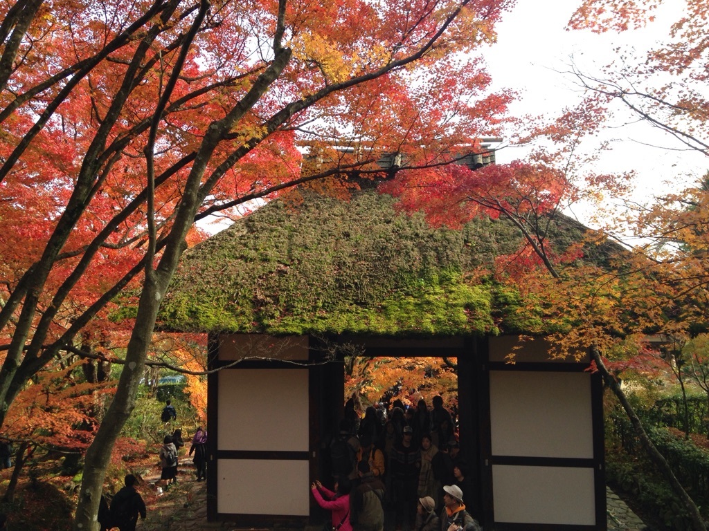 京都の紅葉_a0259619_16354680.jpg