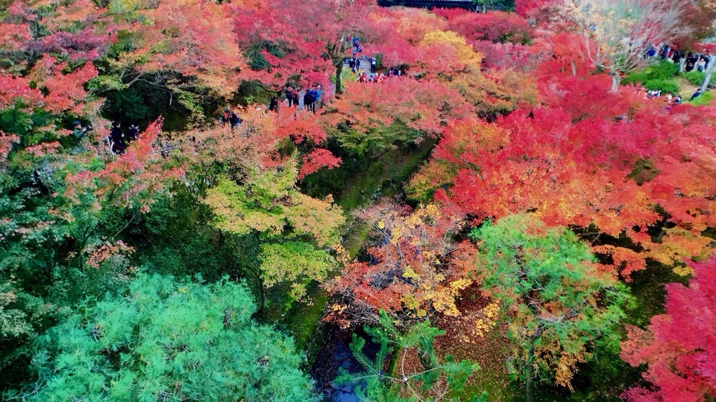 京都の紅葉_a0259619_16373893.jpg