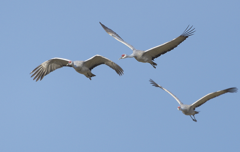 出水で見たツル4種……九州探鳥５_c0042548_11021379.jpg