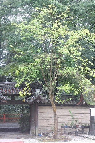 雨の京都へ行く⑦下鴨神社２（2017.9.16-18）_e0170863_21411400.jpg