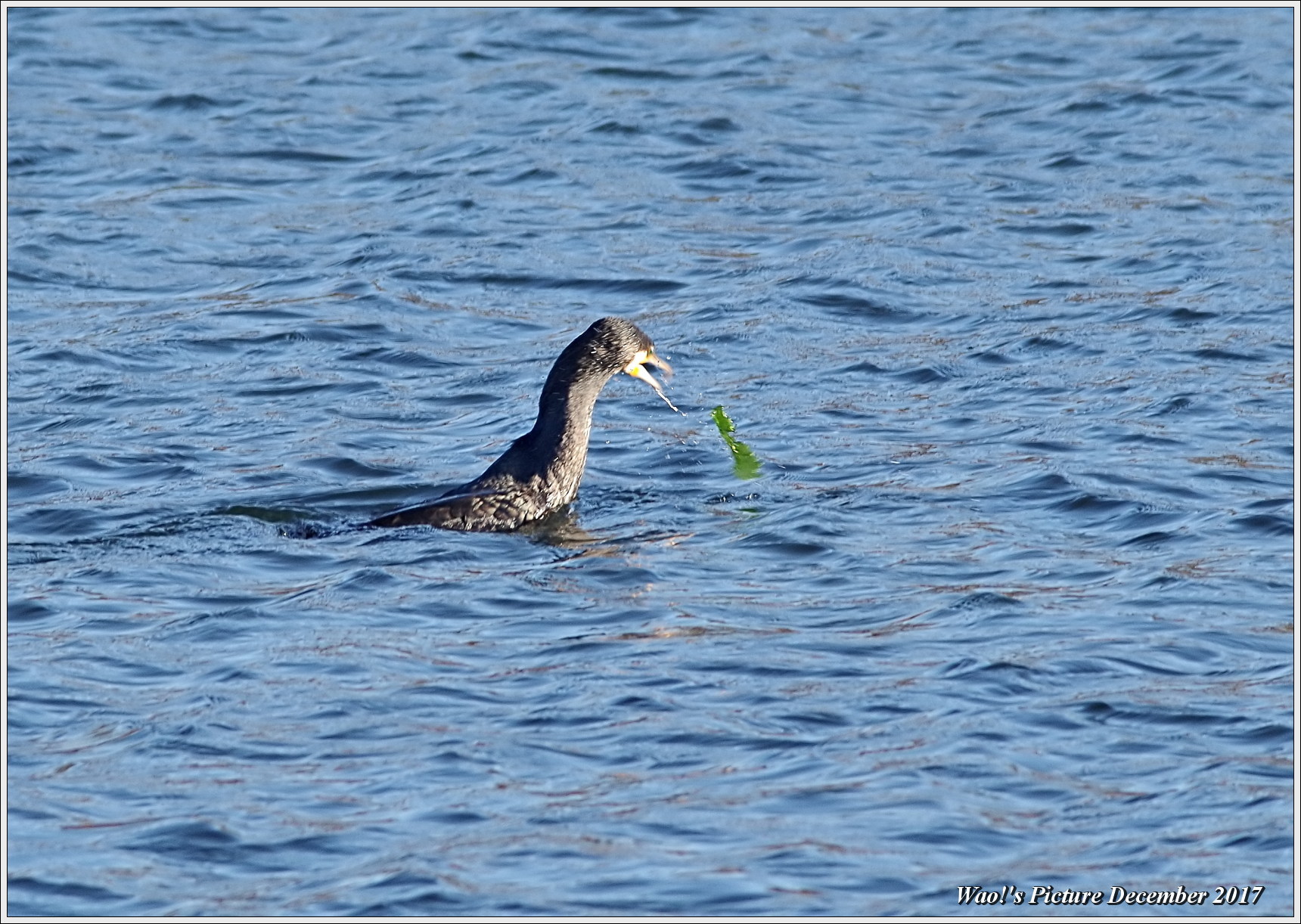 カワウ　大きな魚も一飲み_c0198669_18181678.jpg