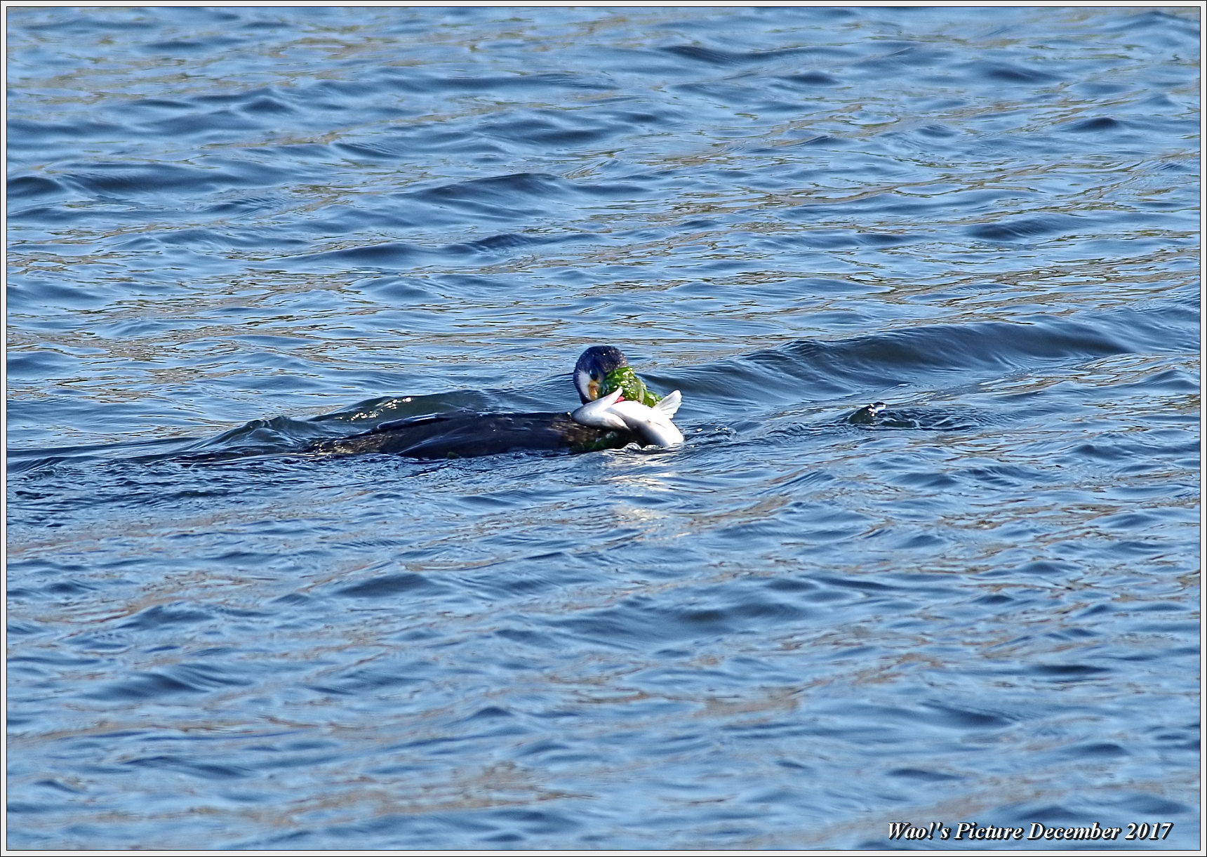 カワウ　大きな魚も一飲み_c0198669_18200815.jpg