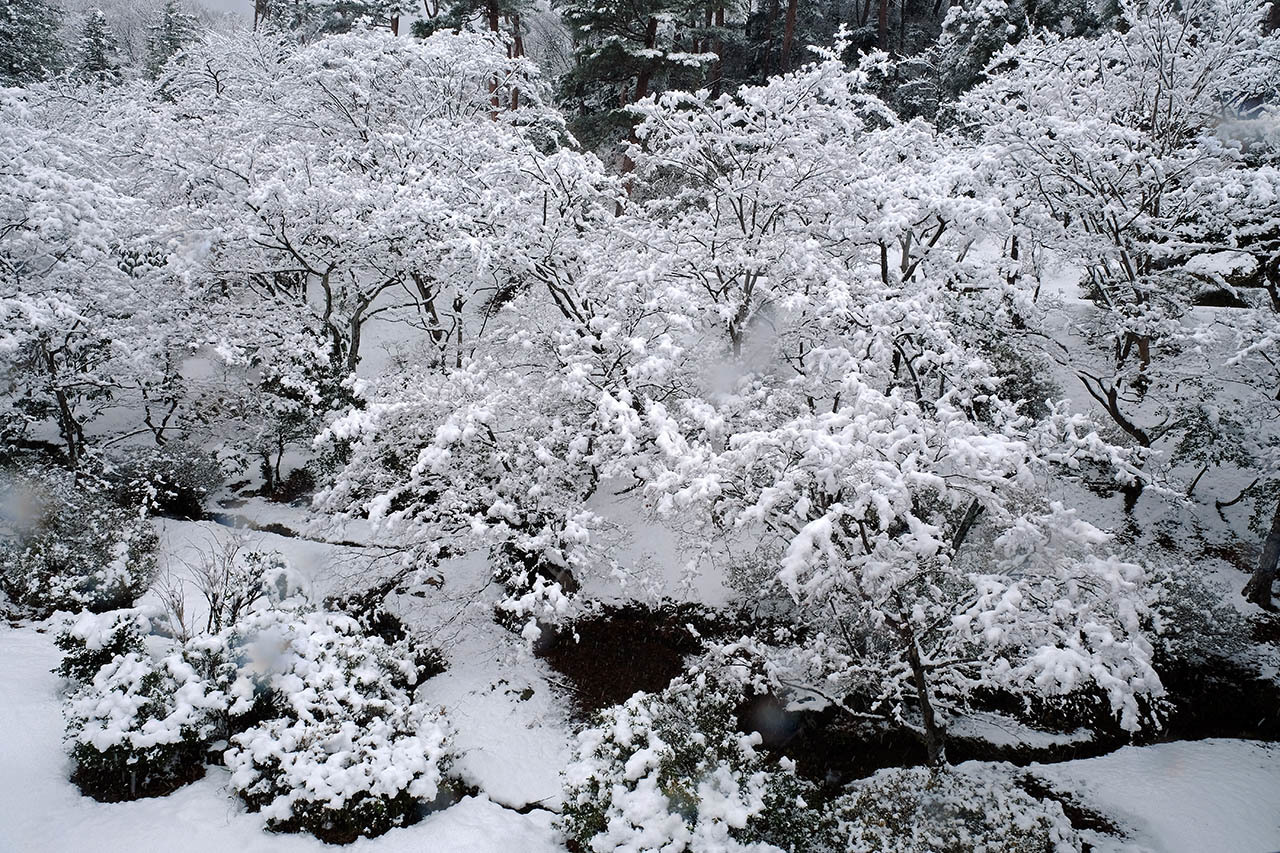 雪の花２（弥彦公園）_e0096372_09354582.jpg