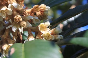 ビワの花の今　ドウダンツツジの紅葉_e0354596_20005680.jpg