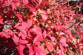 ビワの花の今　ドウダンツツジの紅葉_e0354596_20195586.jpg