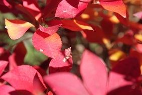 ビワの花の今　ドウダンツツジの紅葉_e0354596_20220039.jpg