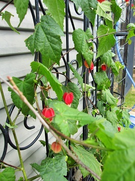 c0117898_14363181.jpg