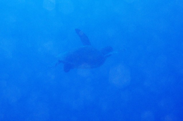 e0115199_12503717.jpg