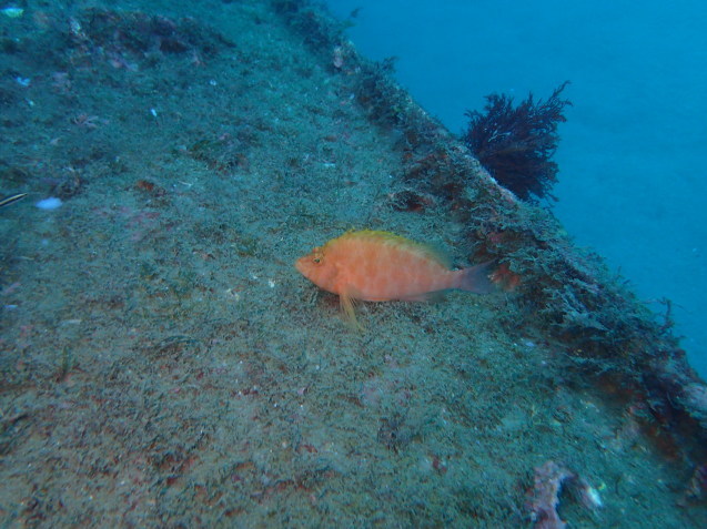 e0115199_12544161.jpg