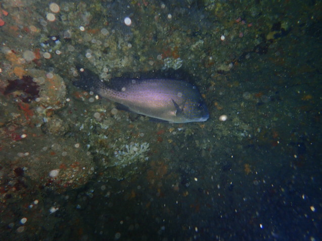 e0115199_12570455.jpg