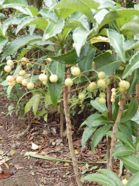 e0025300_1839551.jpg