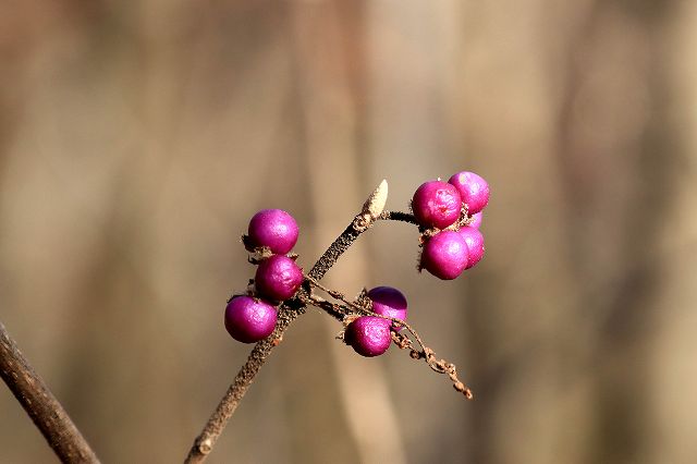 e0137200_22471255.jpg
