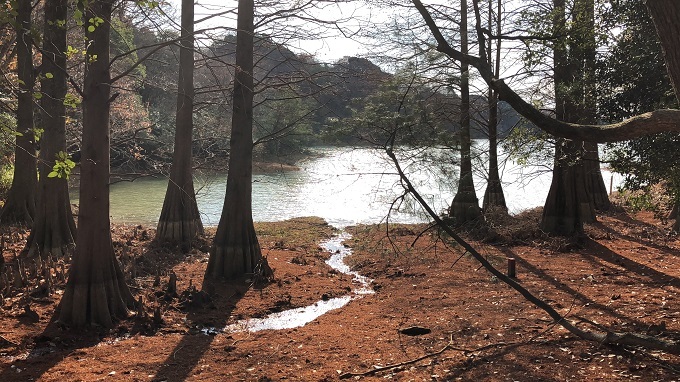 篠栗九大の森（糟屋郡篠栗町）・２_f0364707_18245434.jpg