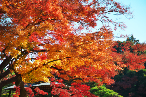 新宿御苑の紅葉1_a0263109_09570904.jpg