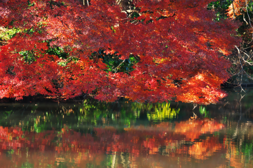 新宿御苑の紅葉1_a0263109_09574125.jpg