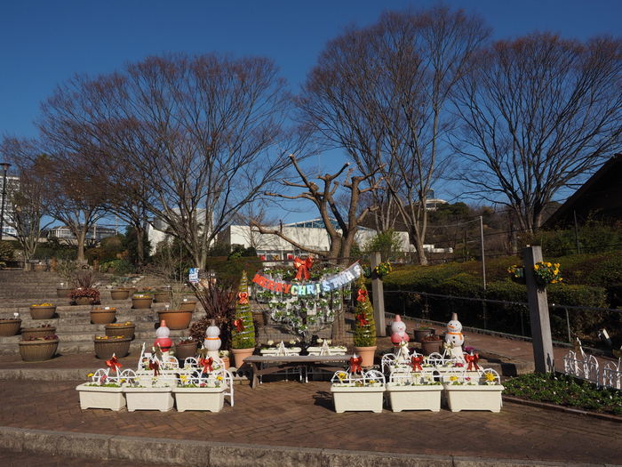 植物公園はクリスマス仕様_c0116915_22401903.jpg