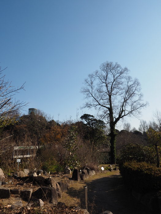 植物公園はクリスマス仕様_c0116915_22473572.jpg