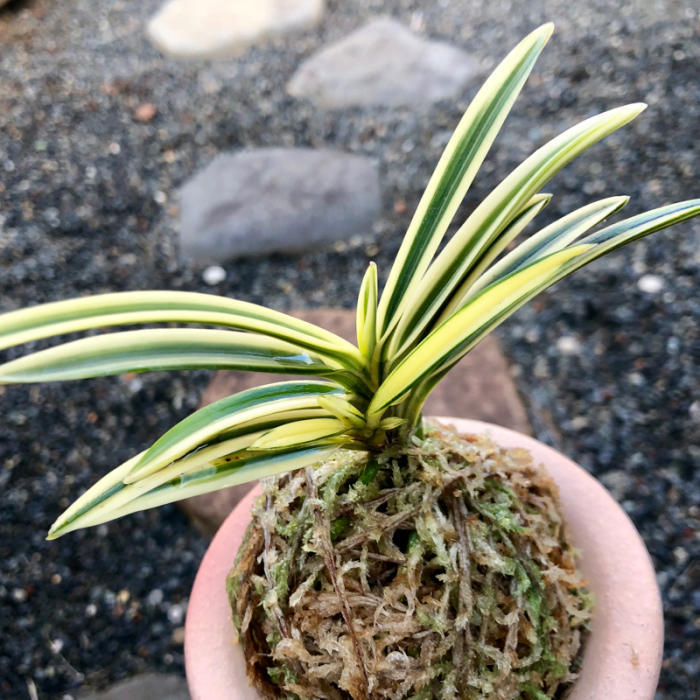 建国殿芽変わり : □ サムライ オーキッド □ 富貴蘭 セレクト
