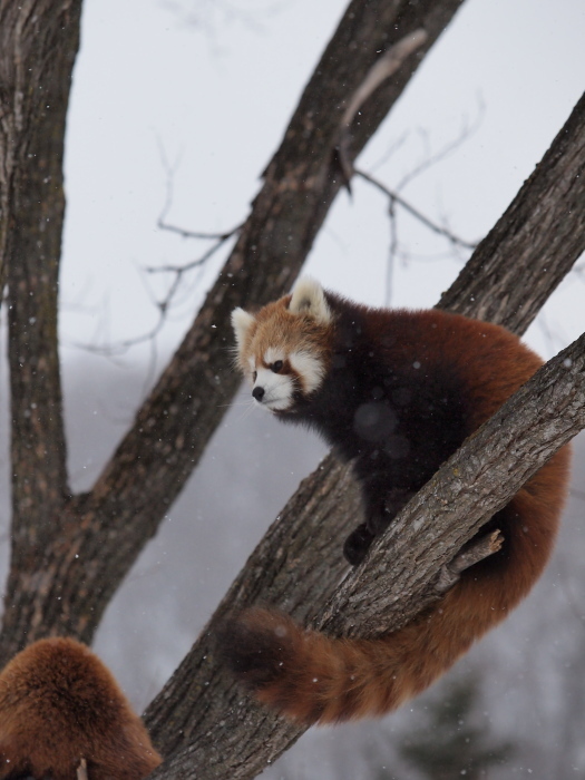 キン、2013年2月_a0149740_18192420.jpg