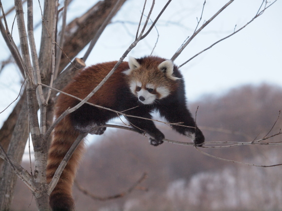 キン、2013年2月_a0149740_18193930.jpg