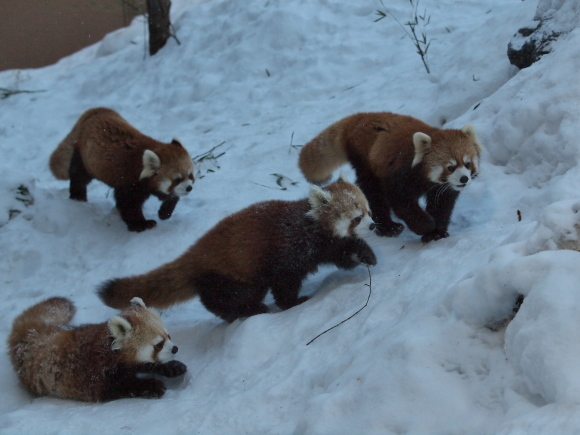 キン、2013年2月_a0149740_18195291.jpg