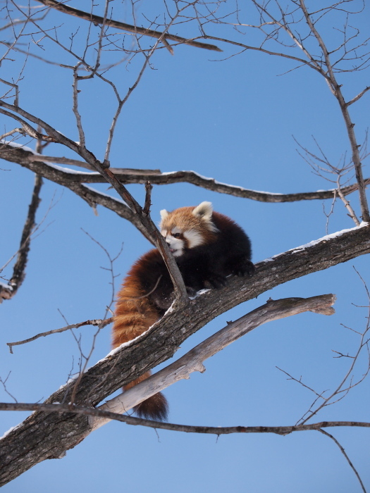 キン、2013年2月_a0149740_18222623.jpg