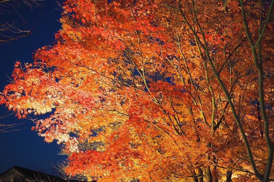 スパームーンと紅葉_c0067040_22444233.jpg