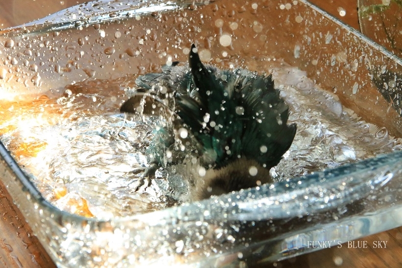 c0145250_09052479.jpg