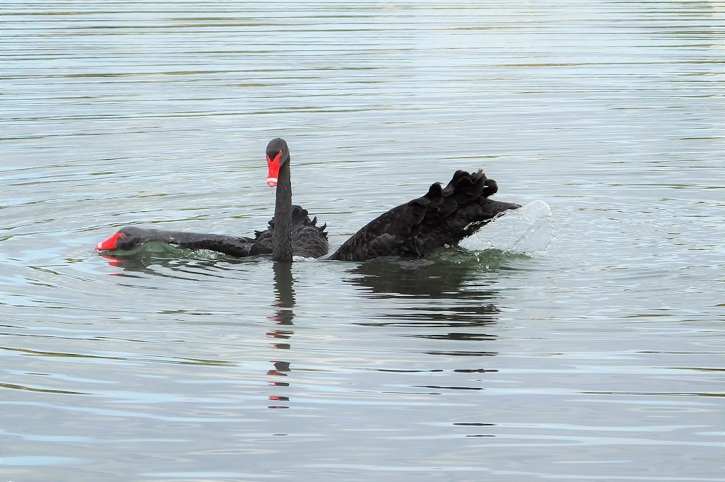 黒鳥の、水上での求愛シーン_b0236251_13315414.jpg