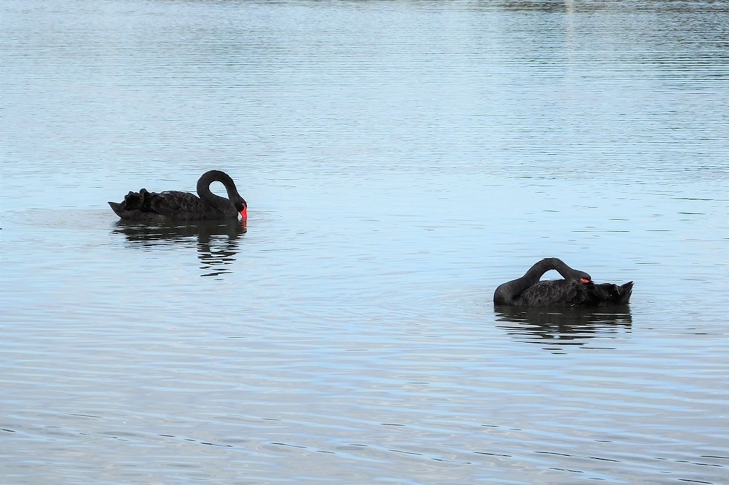 黒鳥の、水上での求愛シーン_b0236251_13362026.jpg