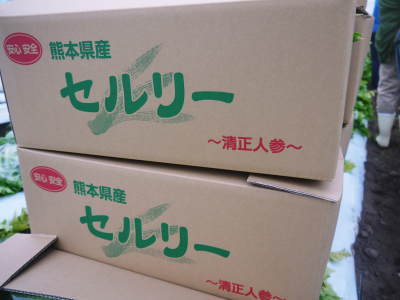 熊本セロリ「清正人参」 平成29年の年内出荷は12月26日(火)まで!年明けは1月16日(火)より再出荷!_a0254656_17534209.jpg